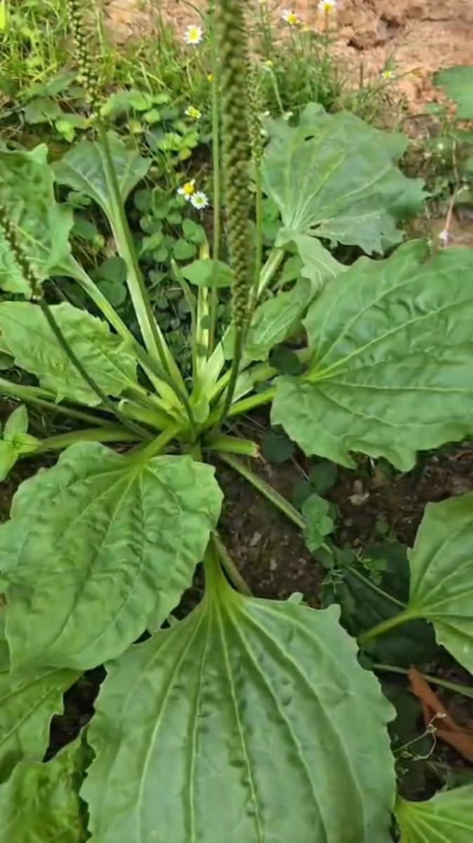 MACÉRAT DE PLANTAIN ET SAPINAGE - SAVON ARTISANAUX