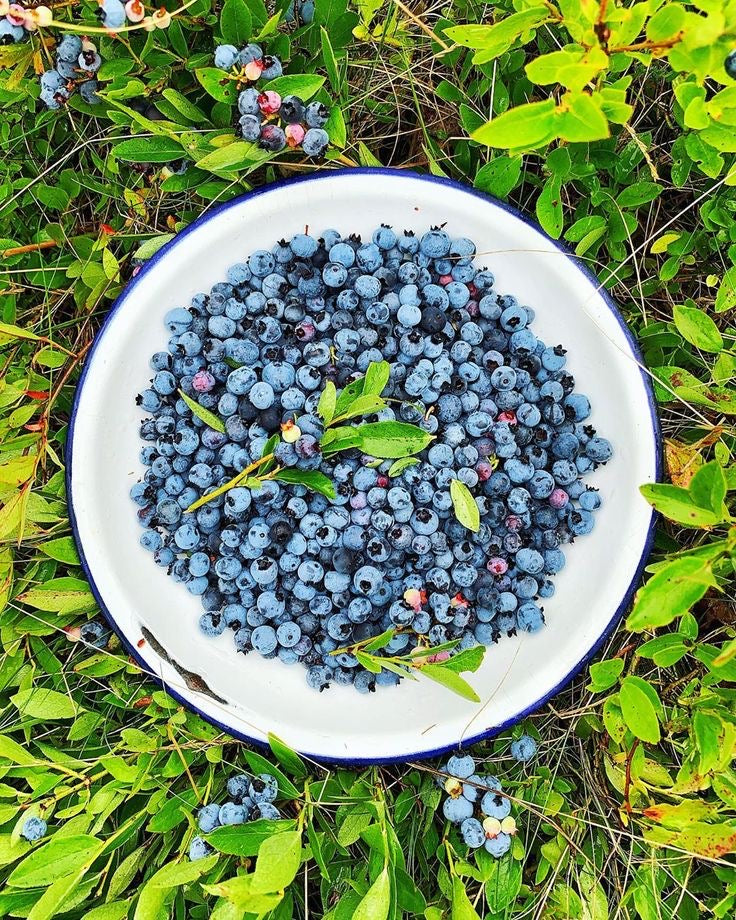 SAVON - AUX BLEUETS SAUVAGE ET BEURRE DE CACAO