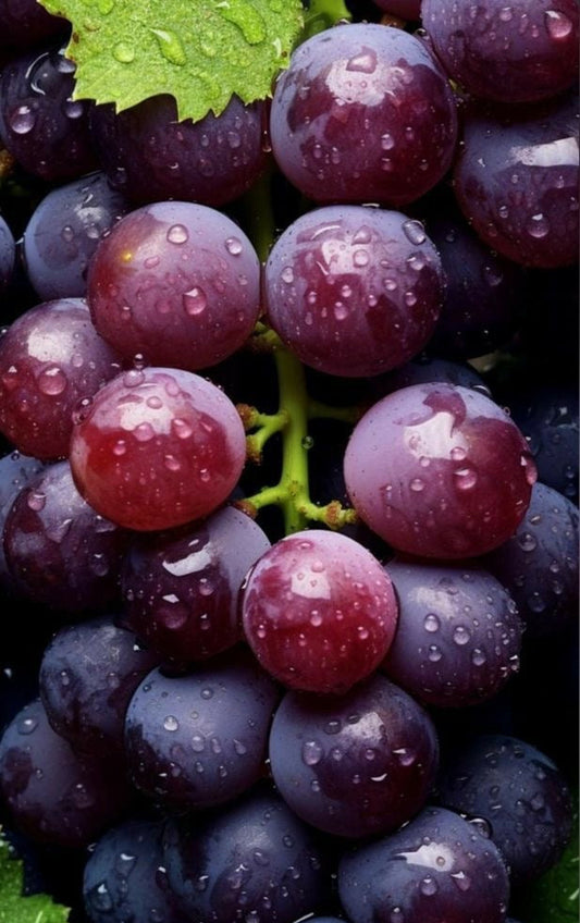 CUBE DE CIRE - RAISIN