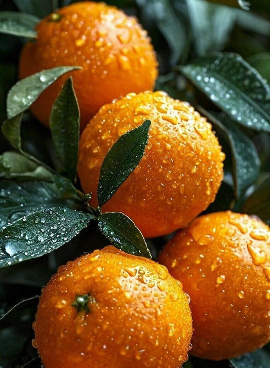 PÂTE MOUSSANTE - SORBET À L’ORANGE