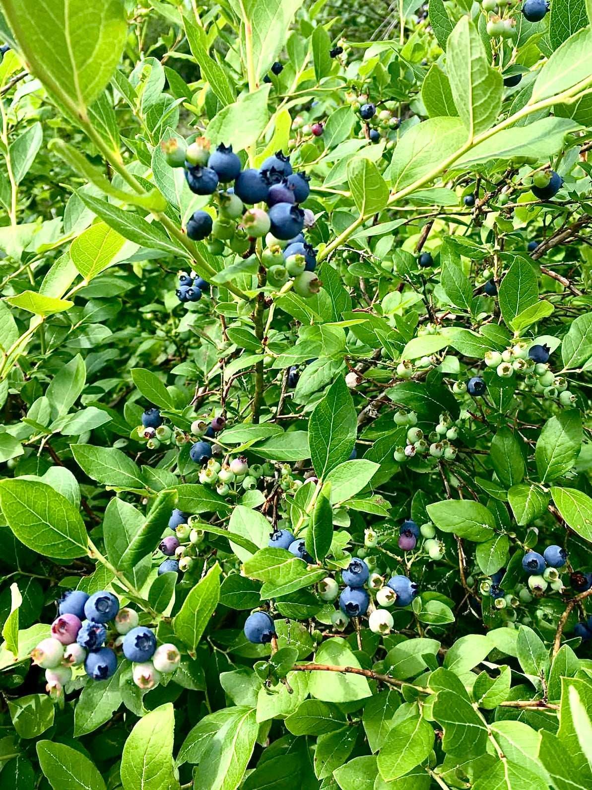 SAVON - AUX BLEUETS SAUVAGE ET BEURRE DE CACAO